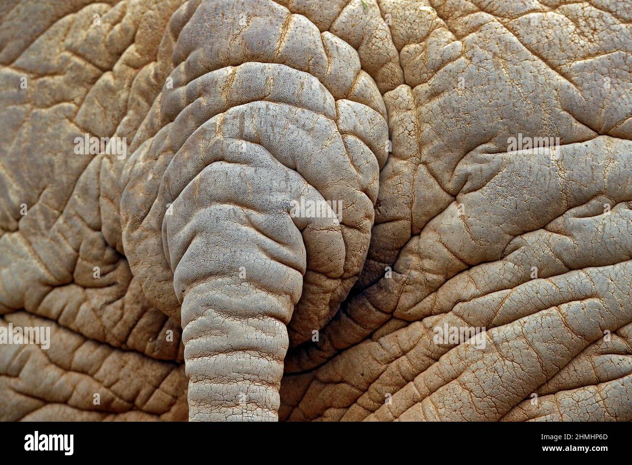 Detail of big elephant. Wildlife scene from nature. Art view on nature. Eye close-up portrait of big mammal, Etosha NP, Namibia in Africa. Detail of w Stock Photo