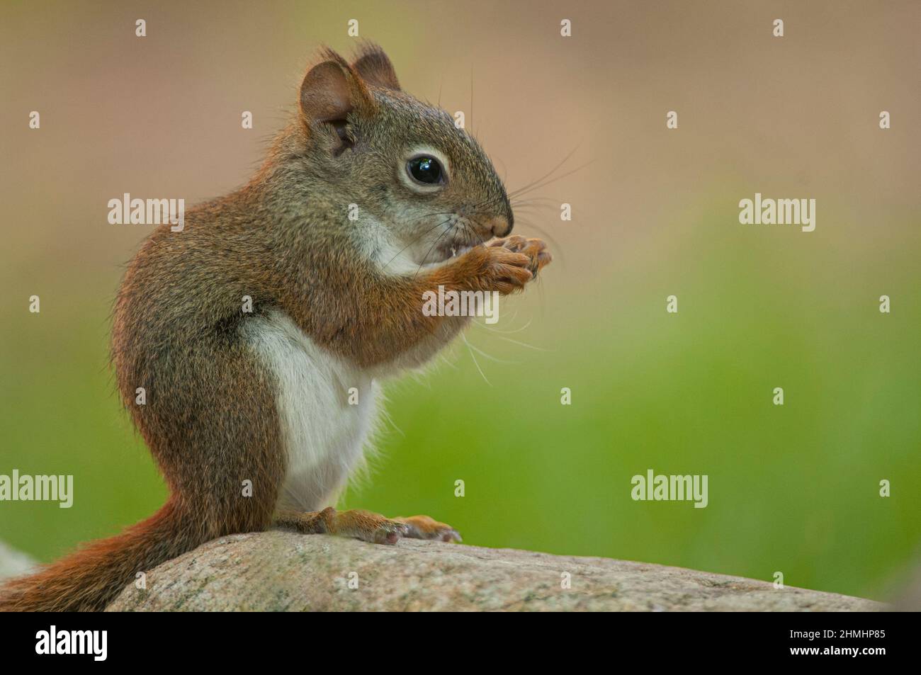 Cute American Red Squirrel ((Tamiasciurus hudsonicus) enjoying seed, Sterling Heights, Michigan Stock Photo