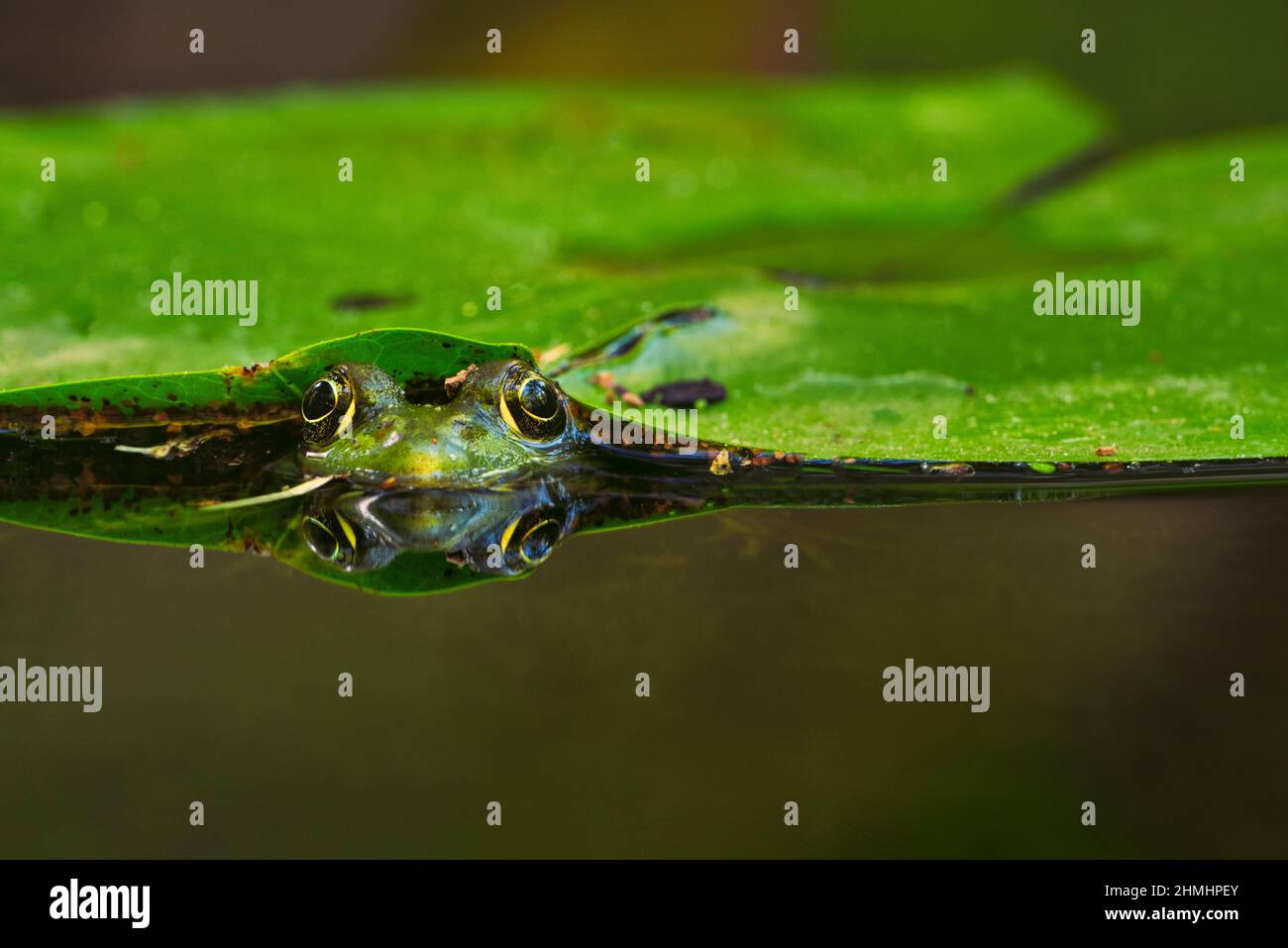 A Green Frog (Lithobates clamitans) enjoys a soak in a backyard pond while hiding from predators Stock Photo