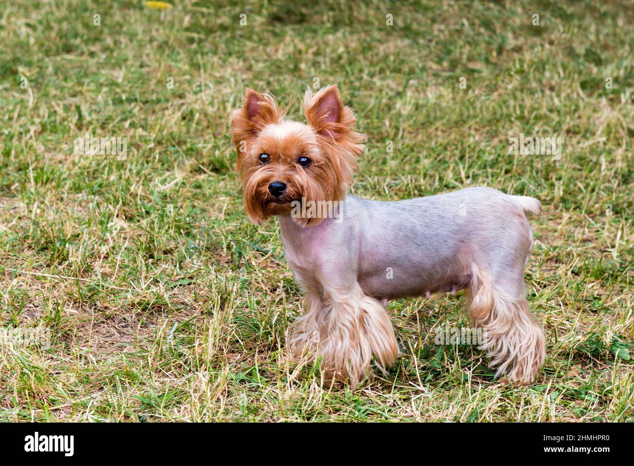 Yorkshire Terrier stands. The Yorkshire Terrier is on the grass. Stock Photo