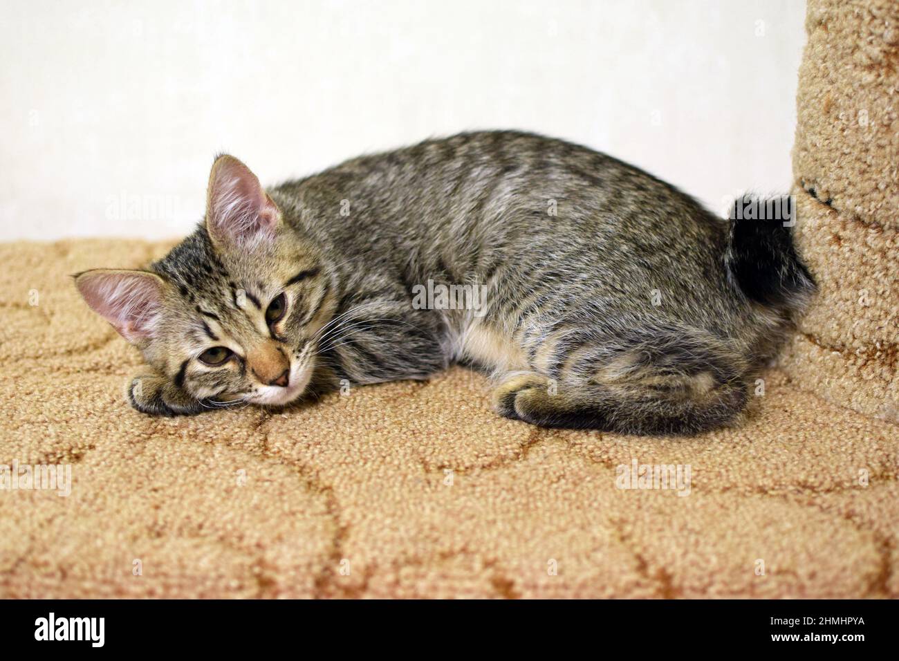 Small tail cat sales