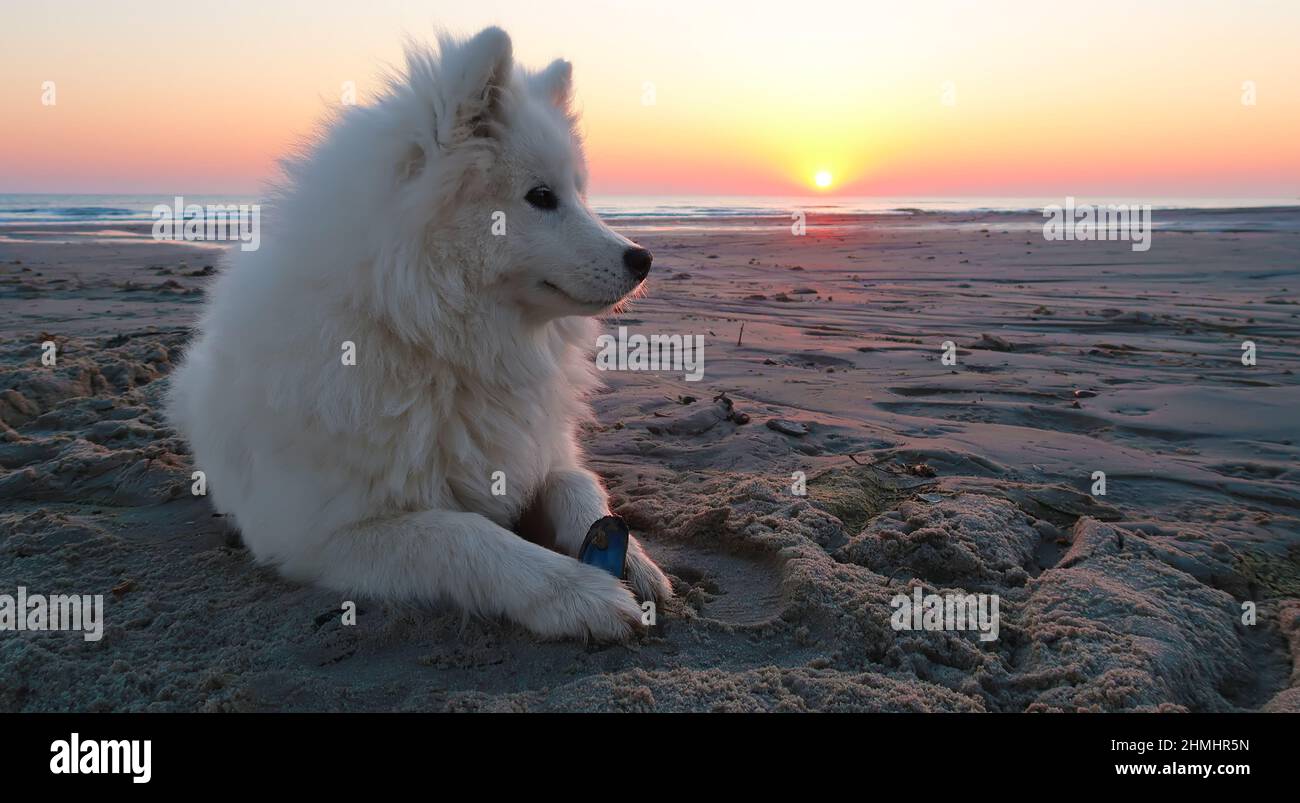 samoyed dog lying on the beach at sunset Stock Photo
