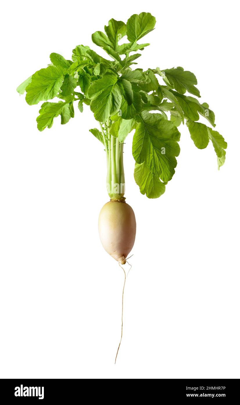 fresh white radish plant with leaves, edible and healthy root vegetable