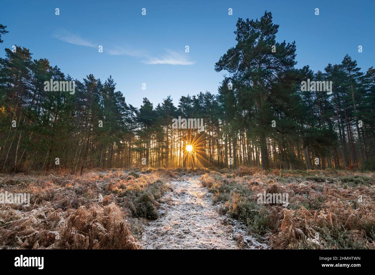 Sun rising behind Scots Pine trees and frosty path on heath, Newtown Common, near Newbury, Berkshire, England, United Kingdom, Europe Stock Photo