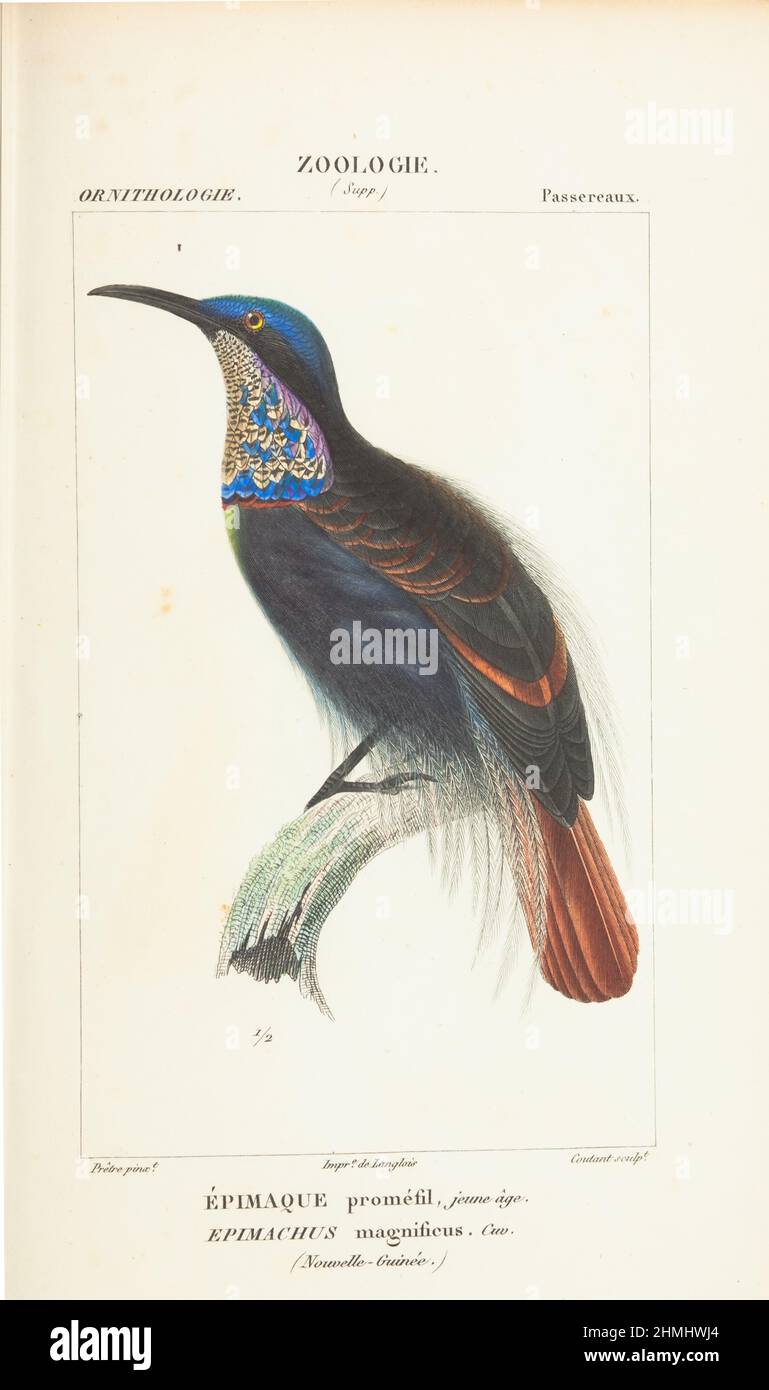 Magnificent Riflebird Drawing Atlas de zoologie- epimachus magnificus, magnificent riflebird Stock ...