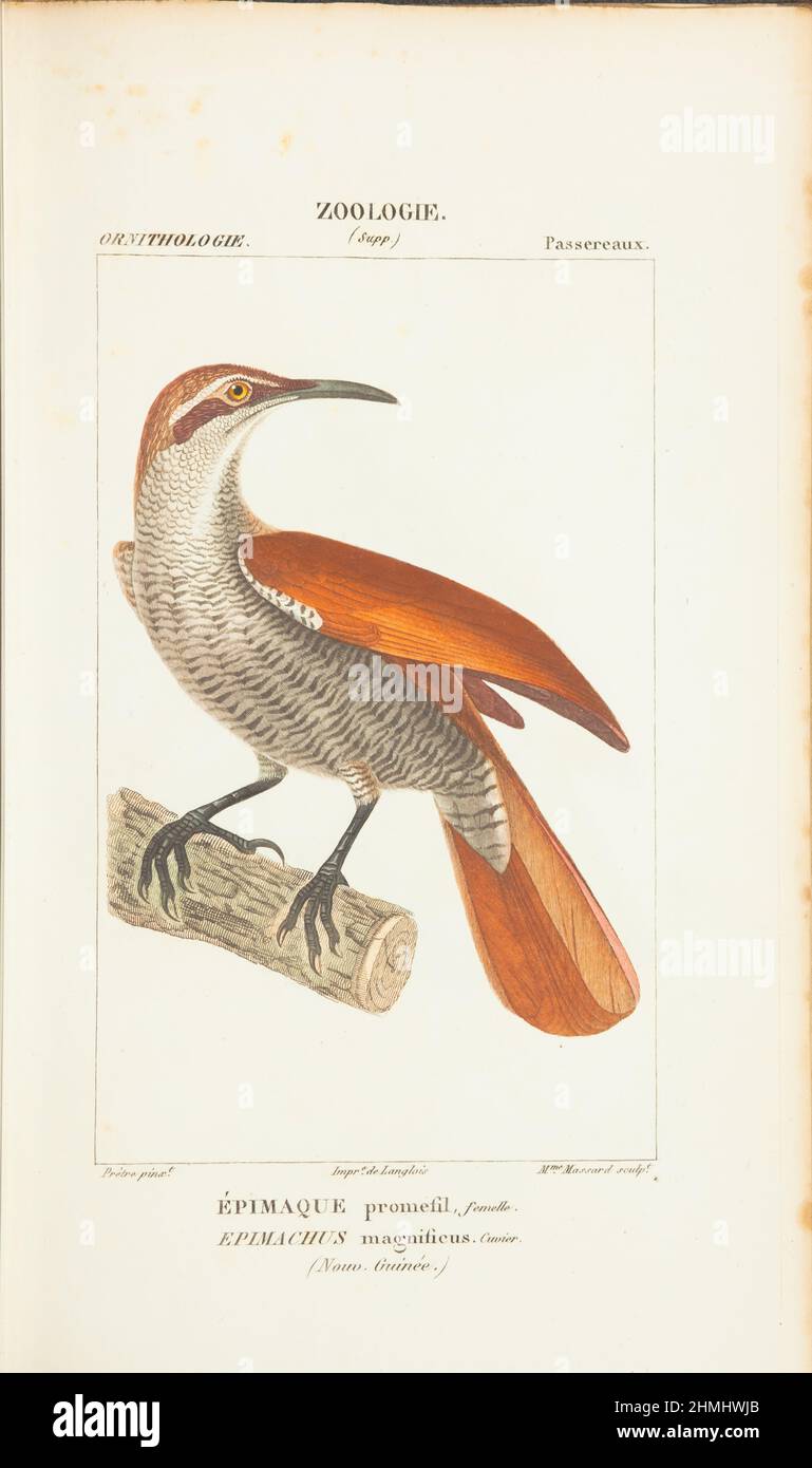 Atlas de zoologie- Epimachus magnificus Stock Photo