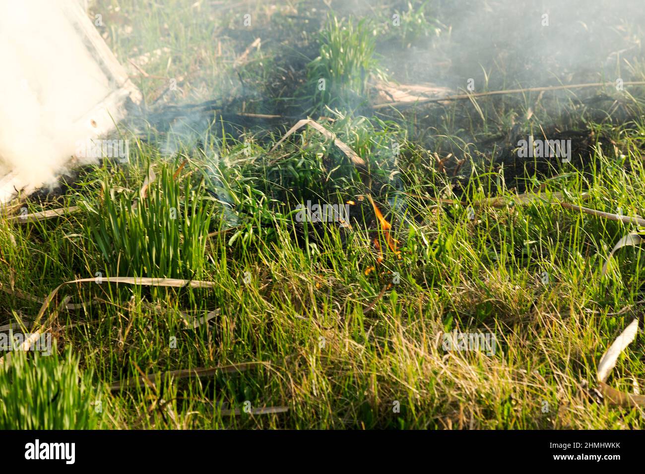 Background with burnt grass ashes. Plant ash on the field after the