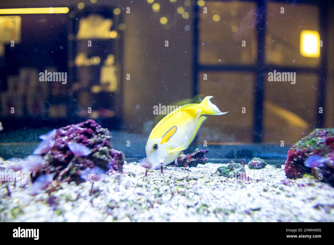 Orange Shoulder Tang is swimming in marine aquarium. Acanthurus oliveaceus is marine fish in Family Acanthuridae.Orangespot surgeonfish Stock Photo