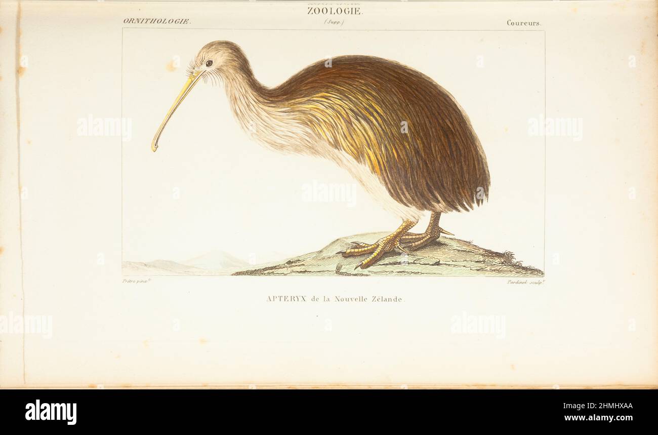 Atlas de zoologie- Kiwi, Apteryx Stock Photo