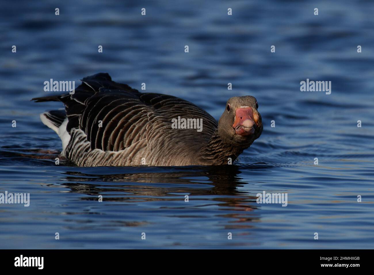 Greylag goose in aggressive posture in its habitat Stock Photo