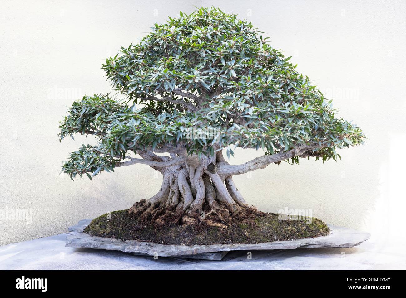 Willow leaf fig bonsai tree on display at the Pacific Bonsai Museum in