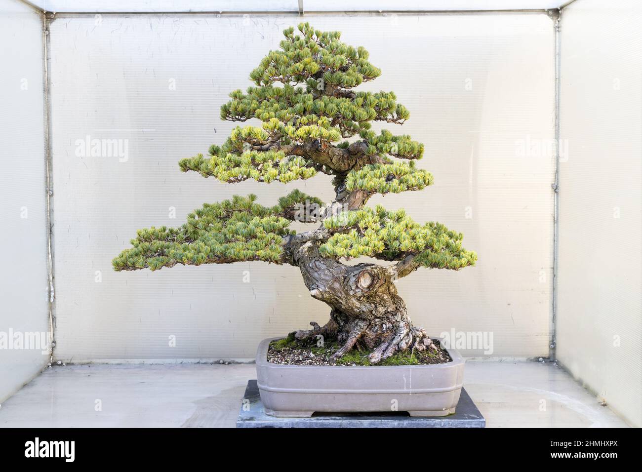Japanese white pine bonsai tree on display at the Pacific Bonsai Museum in Federal Way, Washington. Stock Photo