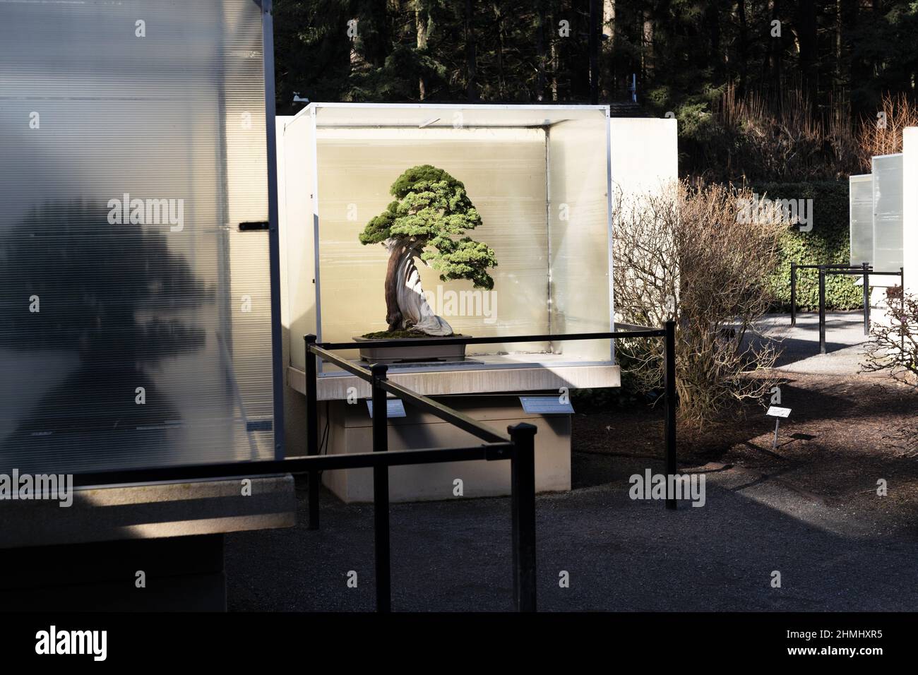 Bonsai trees on display outdoors at the Pacific Bonsai Museum in