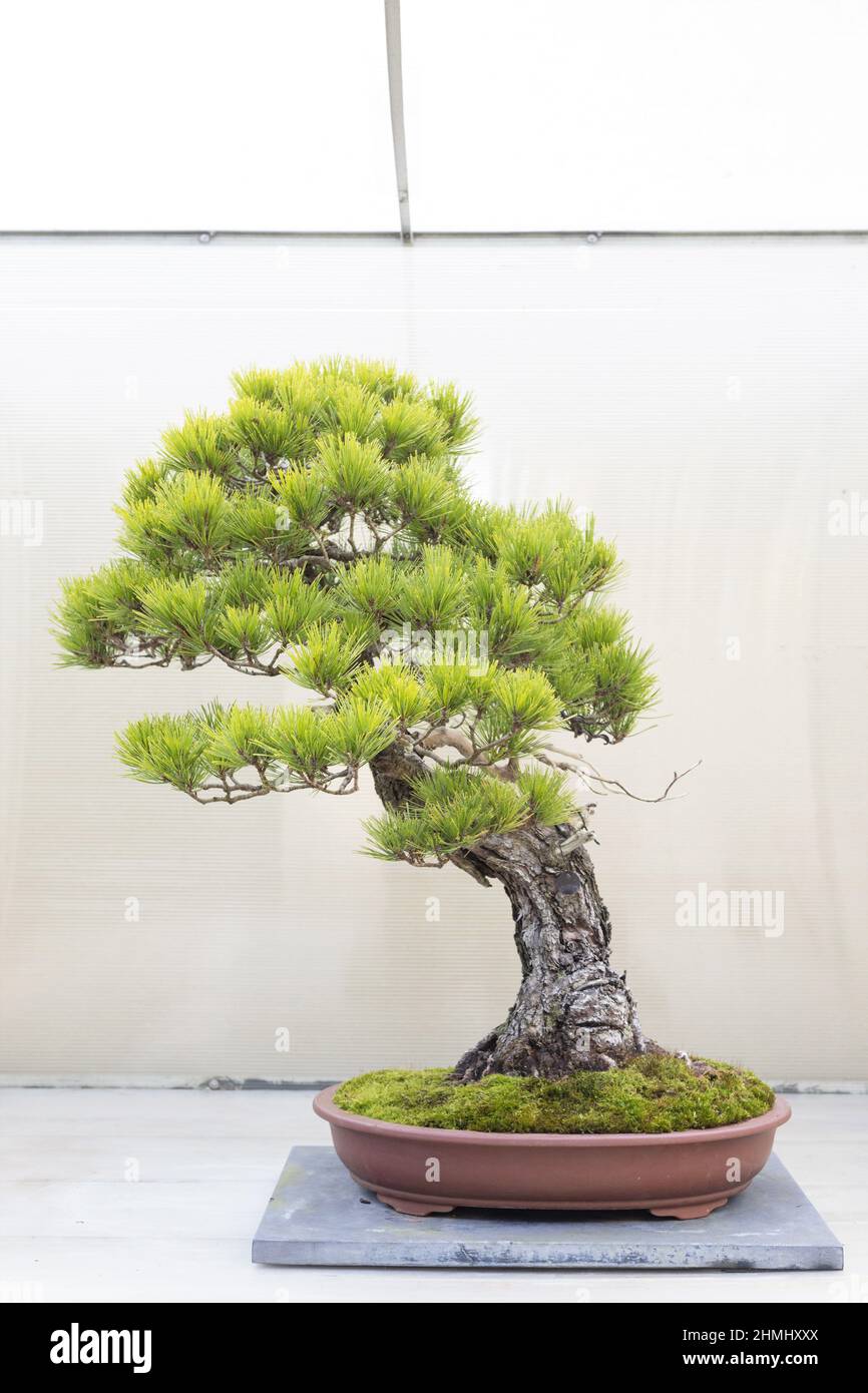 Japanese red pine bonsai tree on display at the Pacific Bonsai Museum in Federal Way, Washington. Stock Photo