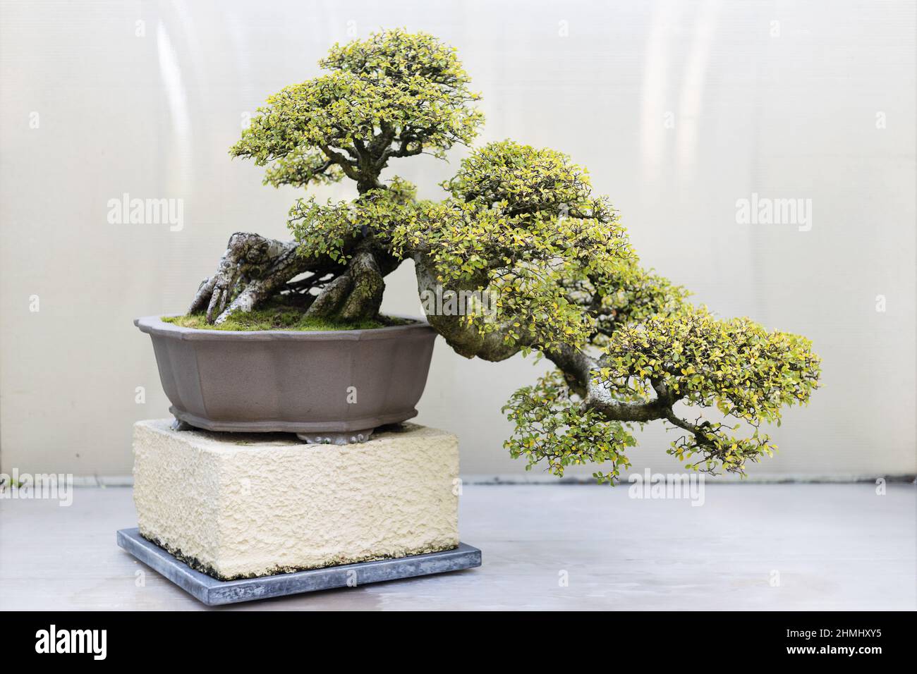 Chinese elm bonsai tree on display at the Pacific Bonsai Museum in Federal Way, Washington. Stock Photo