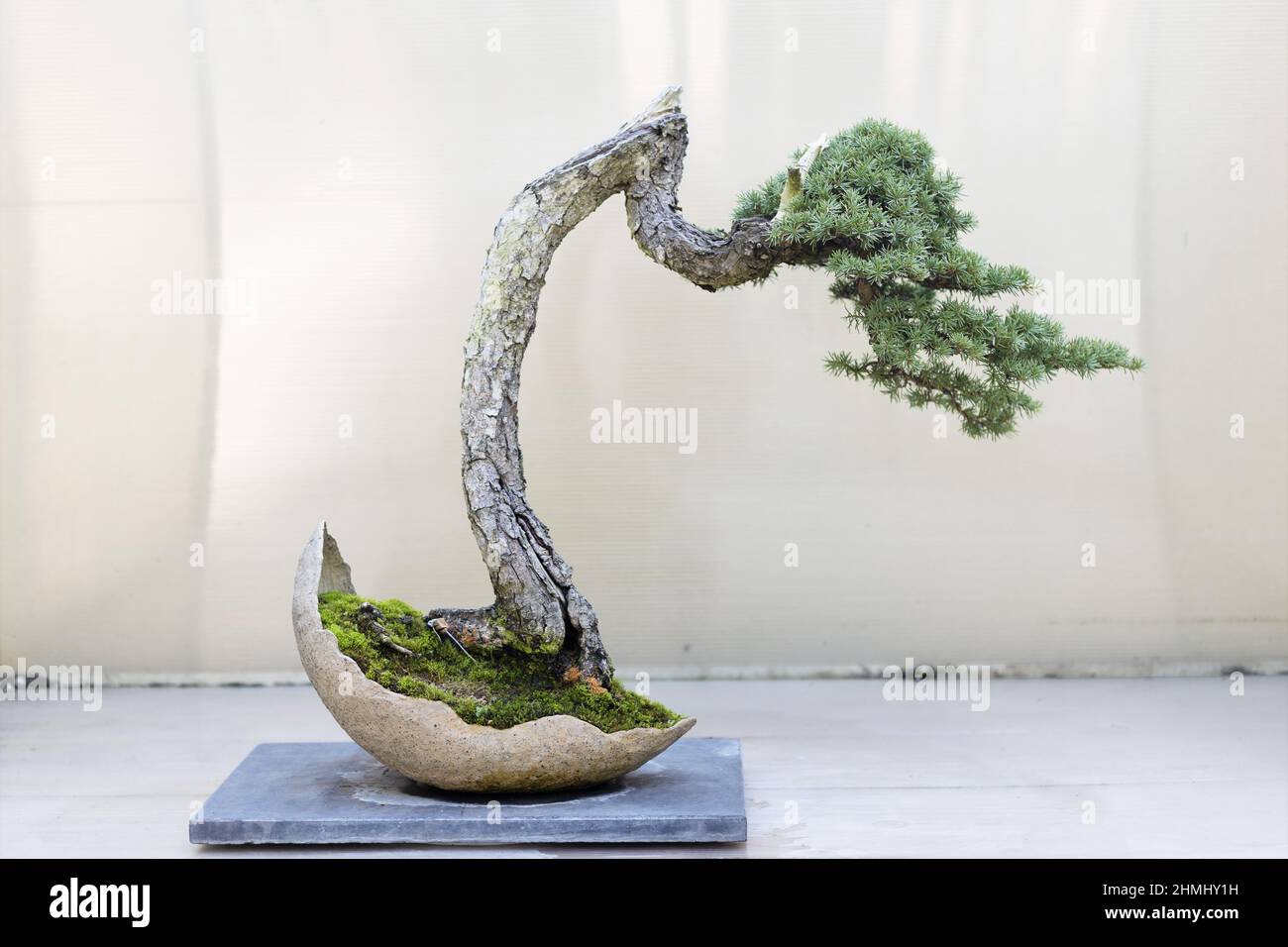 Mountain hemlock bonsai tree on display at the Pacific Bonsai Museum in Federal Way, Washington. Stock Photo