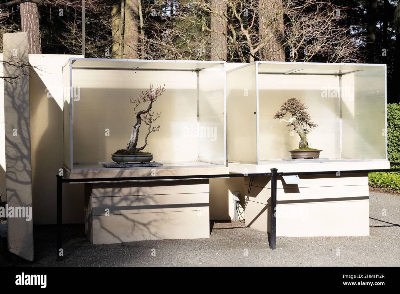 Bonsai trees on display outdoors at the Pacific Bonsai Museum in