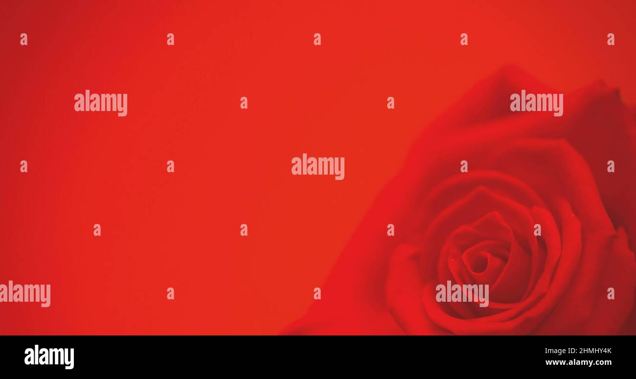 Image of single red rose moving, with copy space on red background Stock Photo