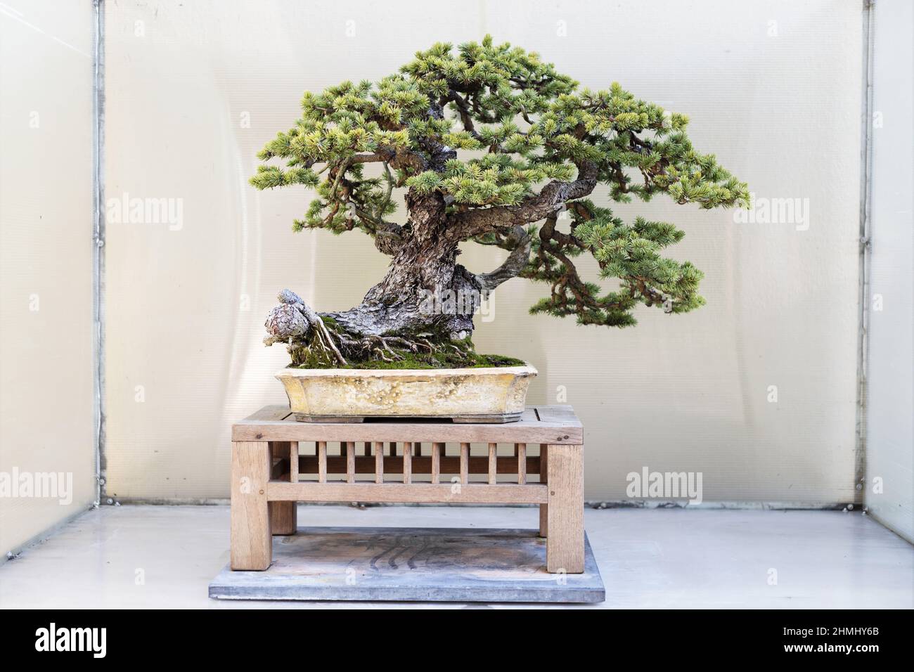 Colorado Blue Spruce bonsai tree on display at the Pacific Bonsai Museum in Federal Way, Washington. Stock Photo