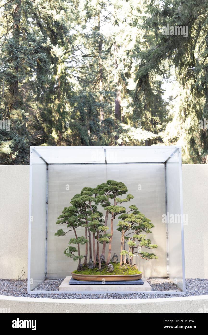 Shimpaku juniper bonsai on display at the Pacific Bonsai Museum in Federal Way, Washington. Stock Photo