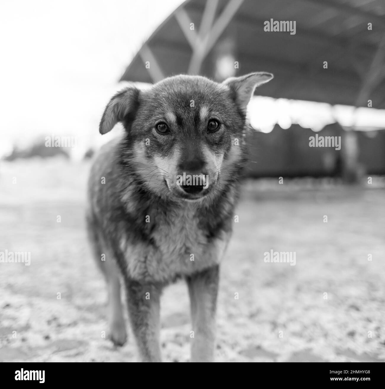 A stray dog in winter. A portrait of large mixed-breed stray dog Sheepdog off to the side against a winter white background. Copy space. The dog's eye Stock Photo
