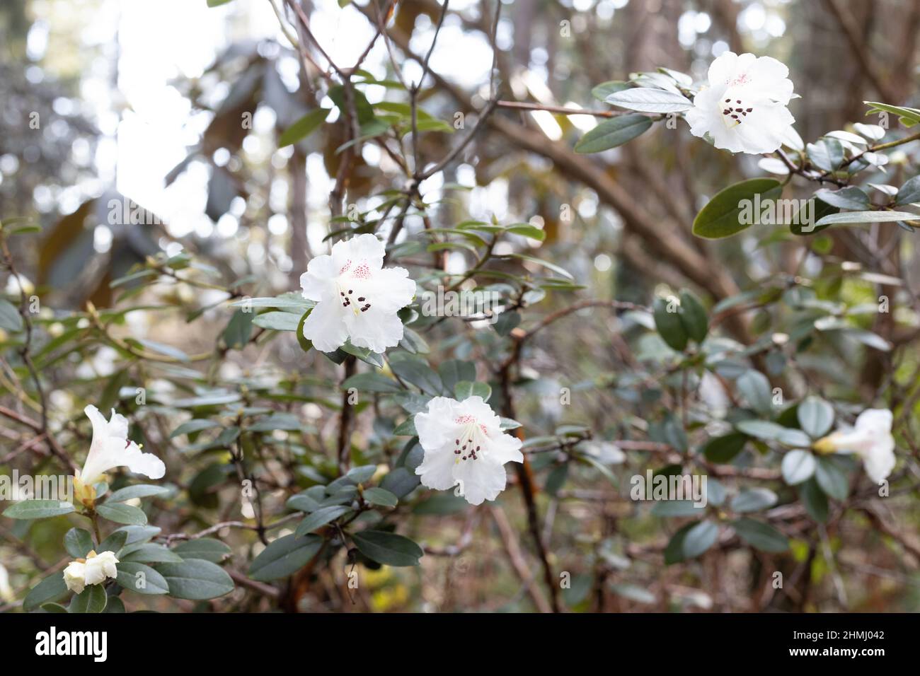 Rhododendron moupinense flowers. Stock Photo