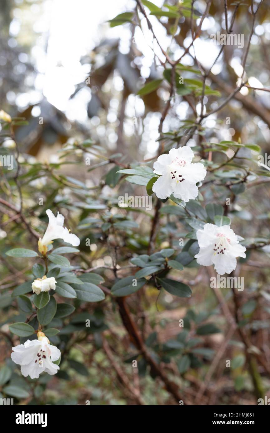 Rhododendron moupinense flowers. Stock Photo