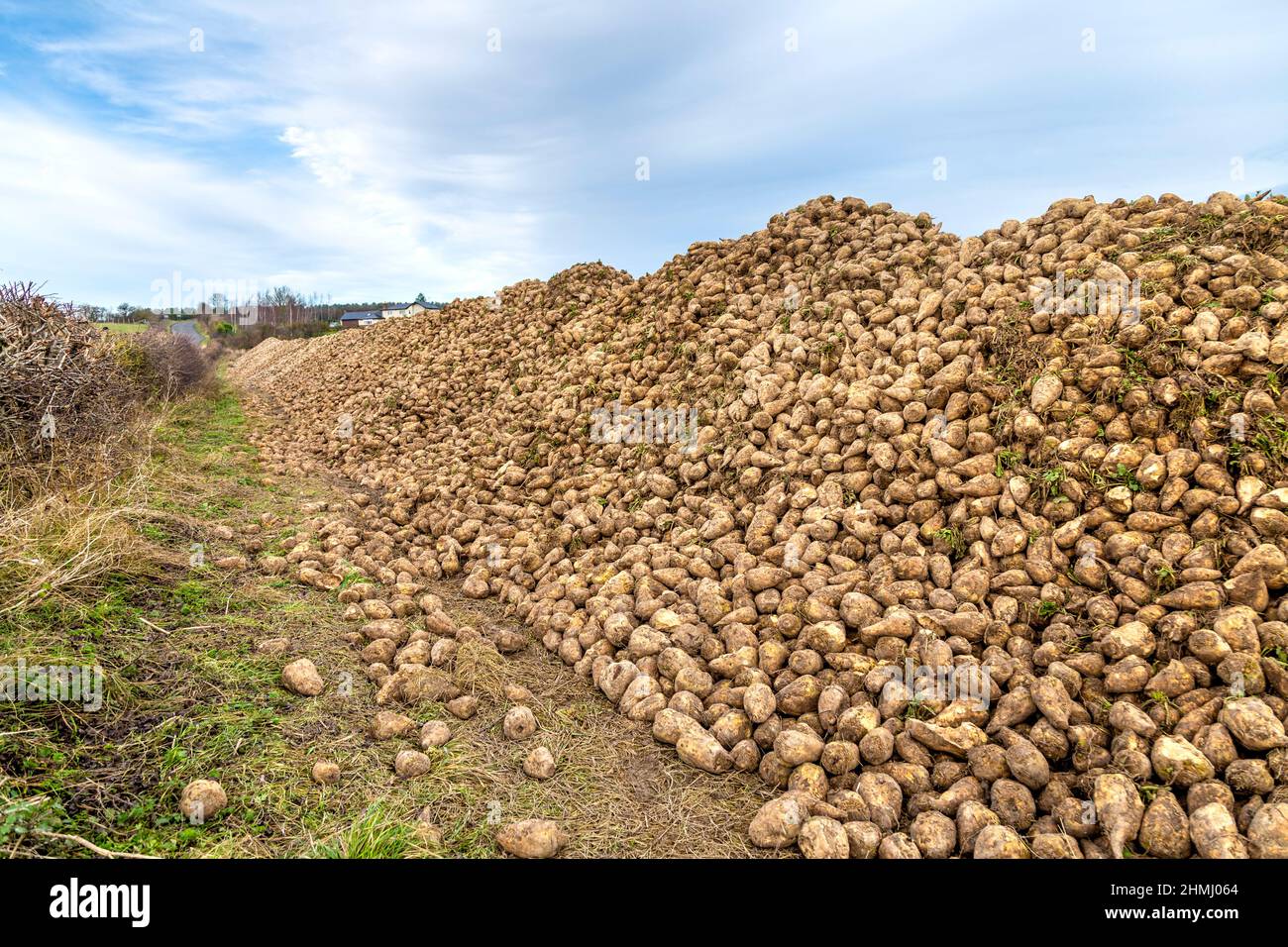 Pile of sugar beets pulled out from the ground on a Hertfordshire farm Stock Photo