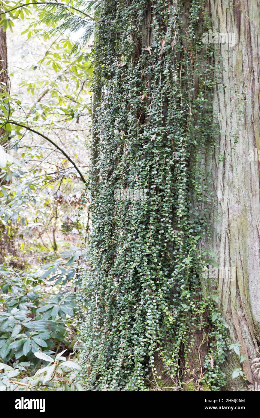 Lonicera crassifolia growing on the trunk of a tree in a forest Stock Photo  - Alamy