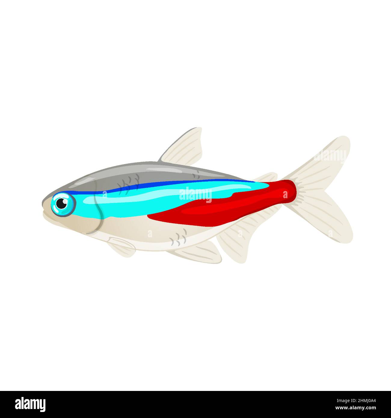 Vector illustration of freshwater aquarium neon tetra,  Stock Vector
