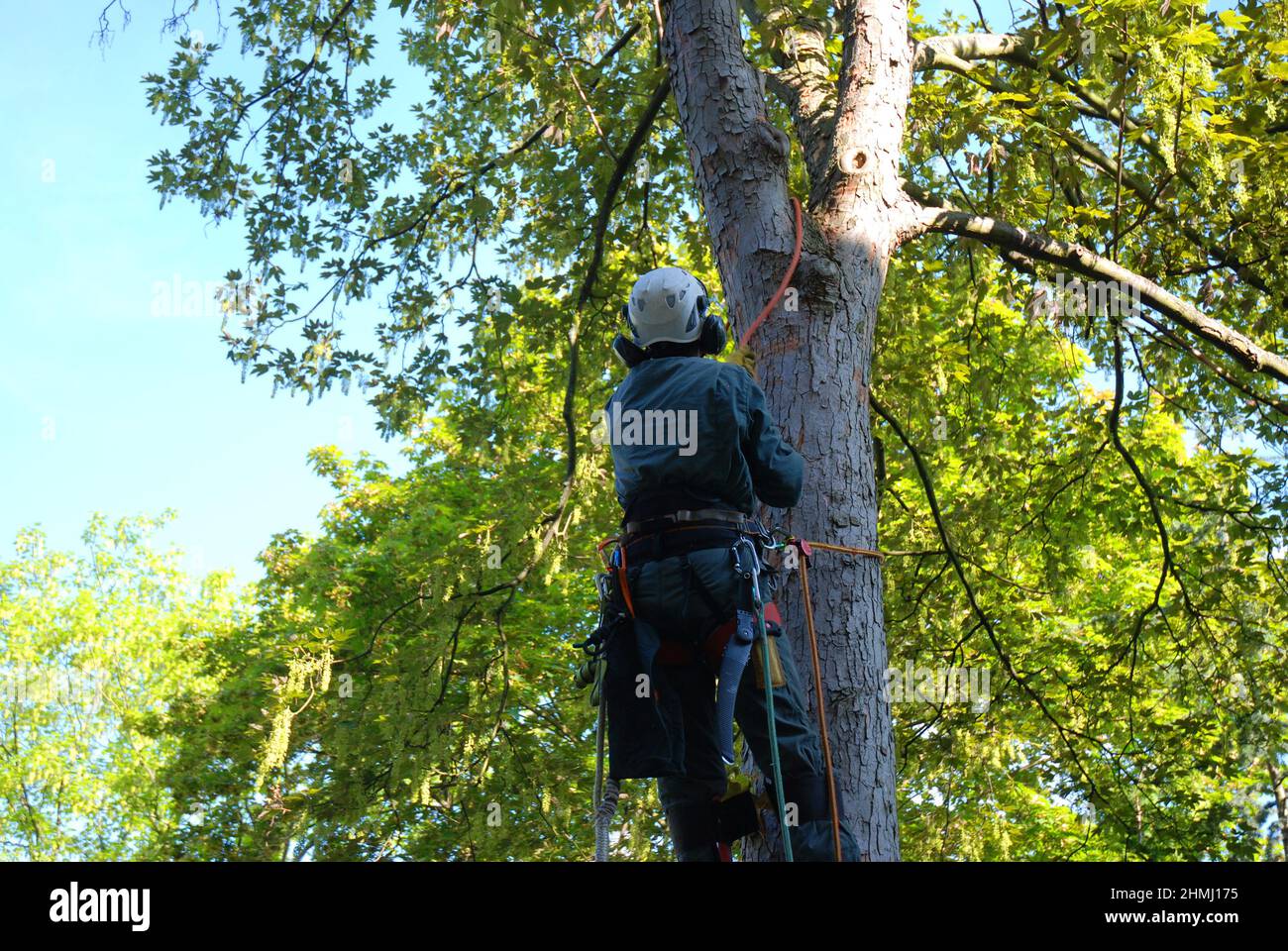 Tree climber in full gear with ropes and helmet get on a tree Stock