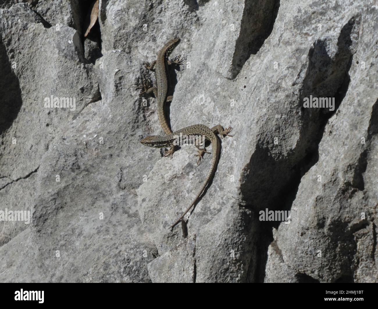 Two lizards on sunny rock Stock Photo