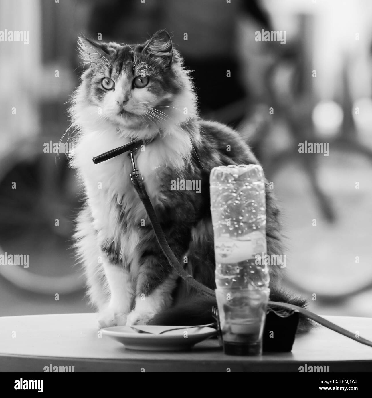 Beautiful domestic cat in a monochromatic picture Stock Photo