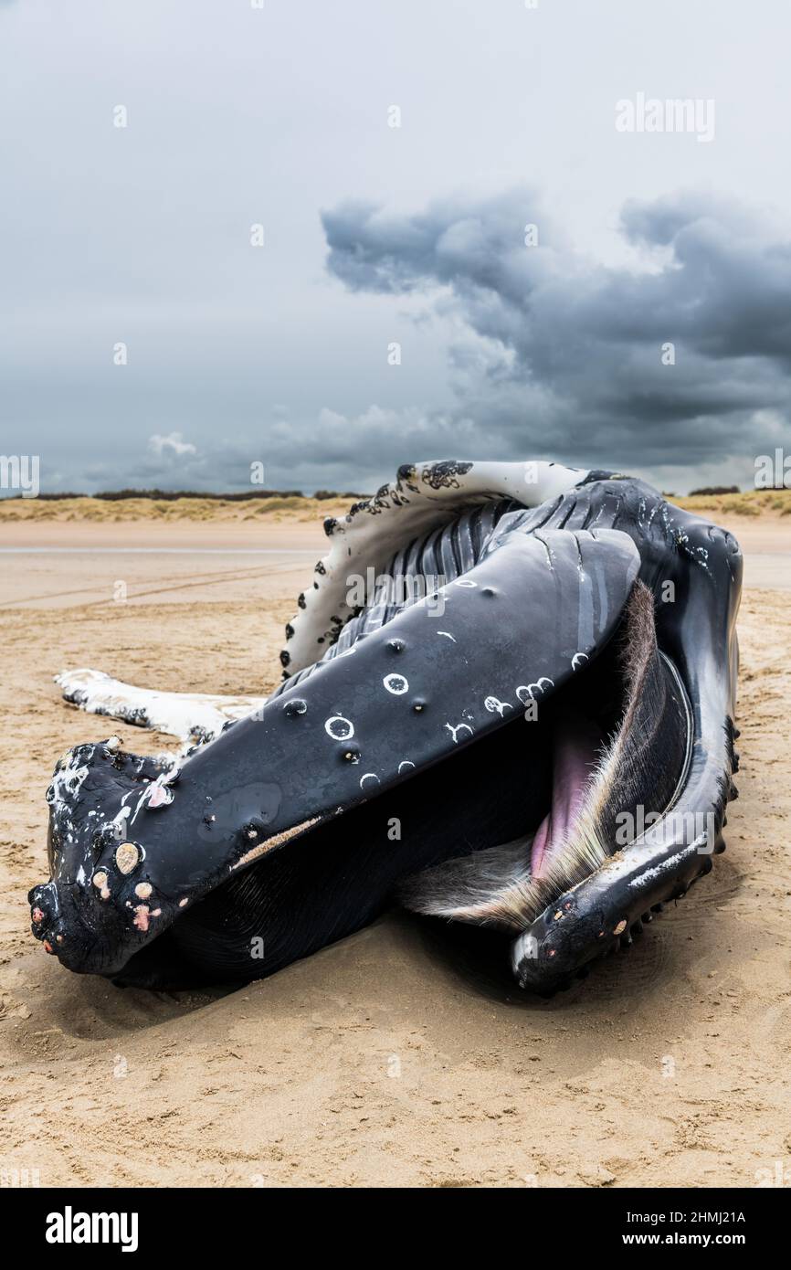 Calais, France, 10 February 2022 A humpback whale stranded on Calais beach. Phenomenon never observed in this region. Credit Yann Avril/Alamy Live News Stock Photo