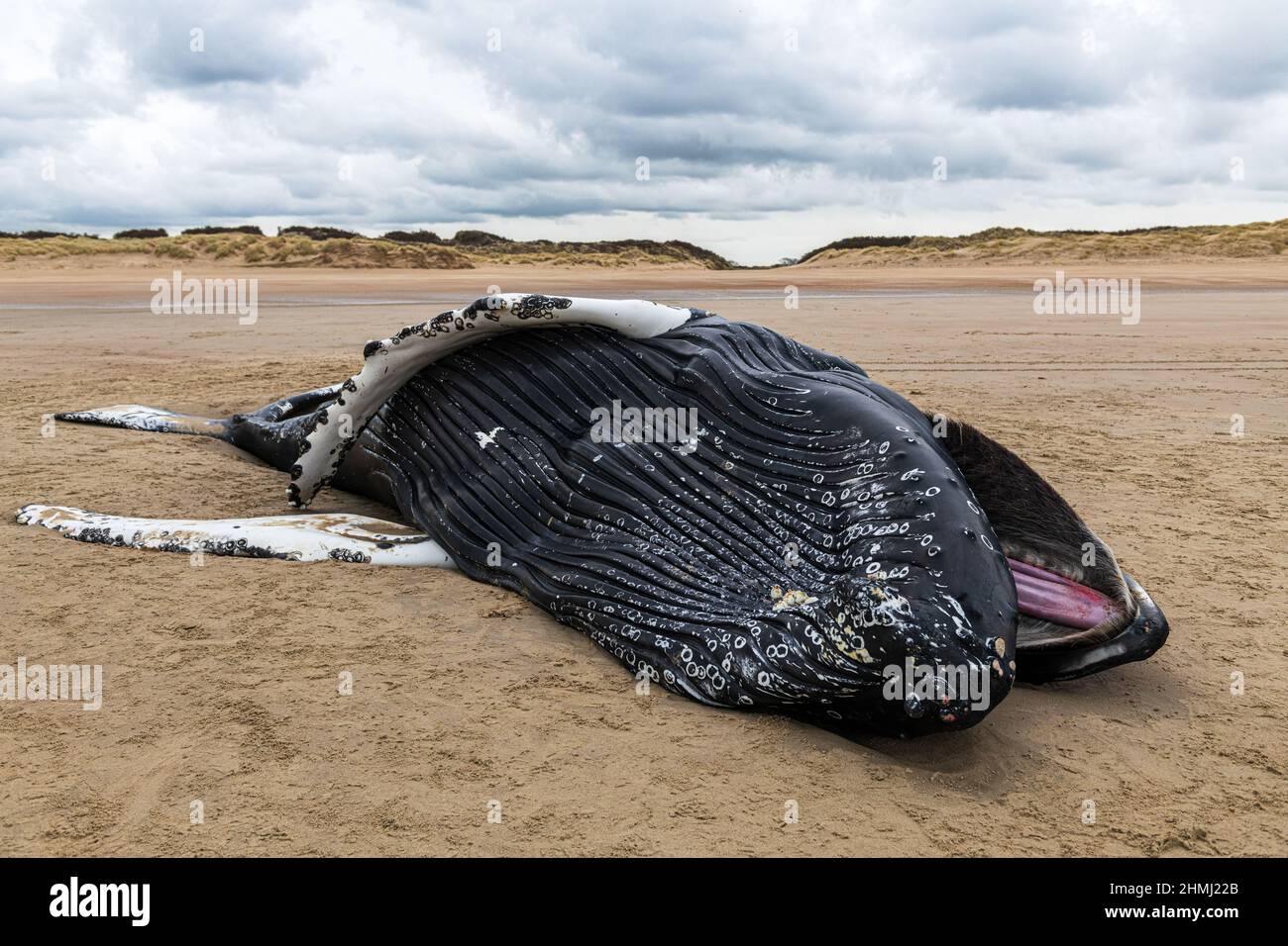 Calais, France, 10 February 2022 A humpback whale stranded on Calais beach. Phenomenon never observed in this region. Credit Yann Avril/Alamy Live News Stock Photo