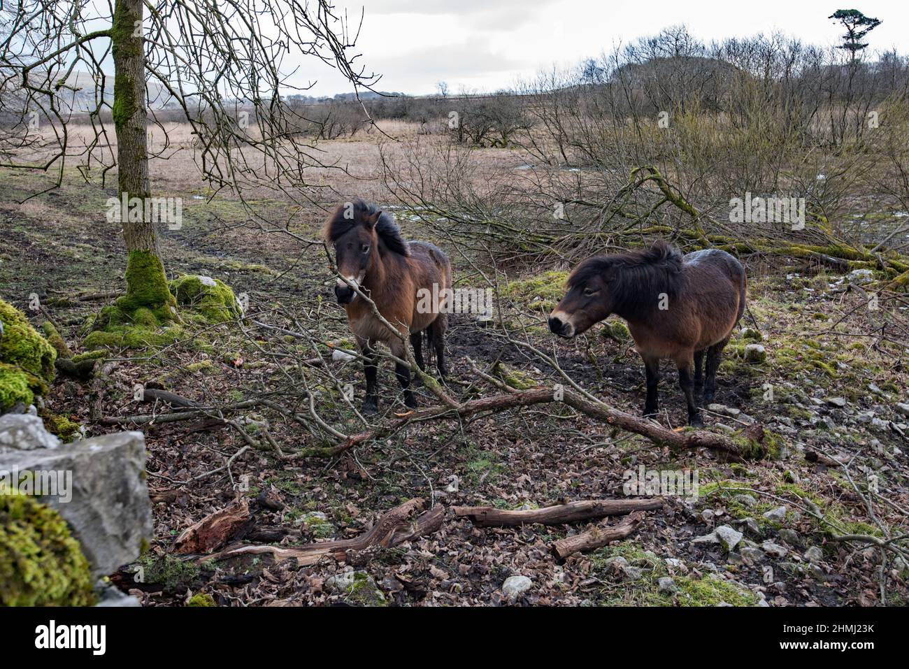 Britain’s oldest breed of native pony on loan to Malham Tarn estate for purposes of managing plants & habitat on Site of Special Scientific Interest. Stock Photo