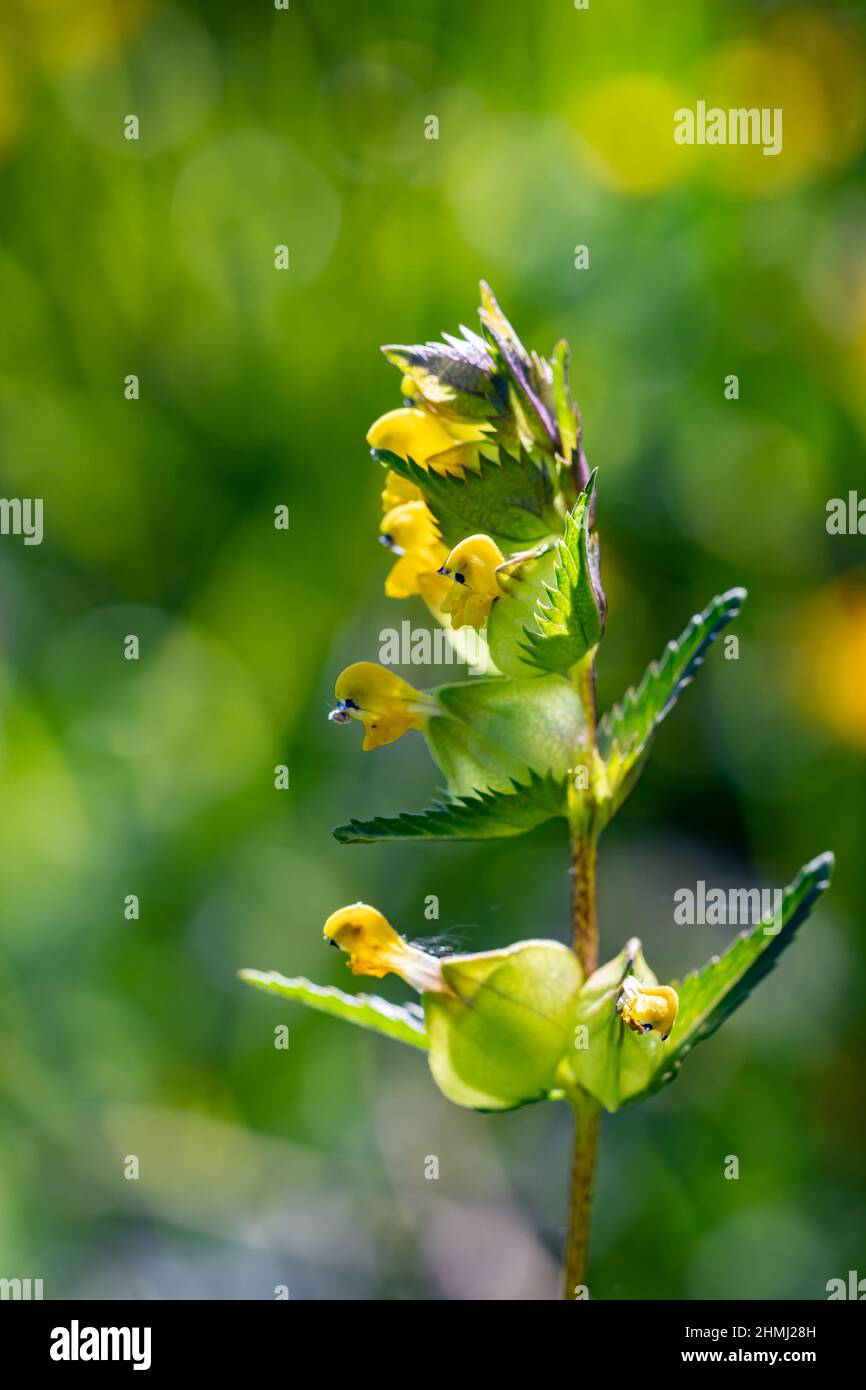 Rhinanthus glacialis flower in meadow, close up shoot Stock Photo