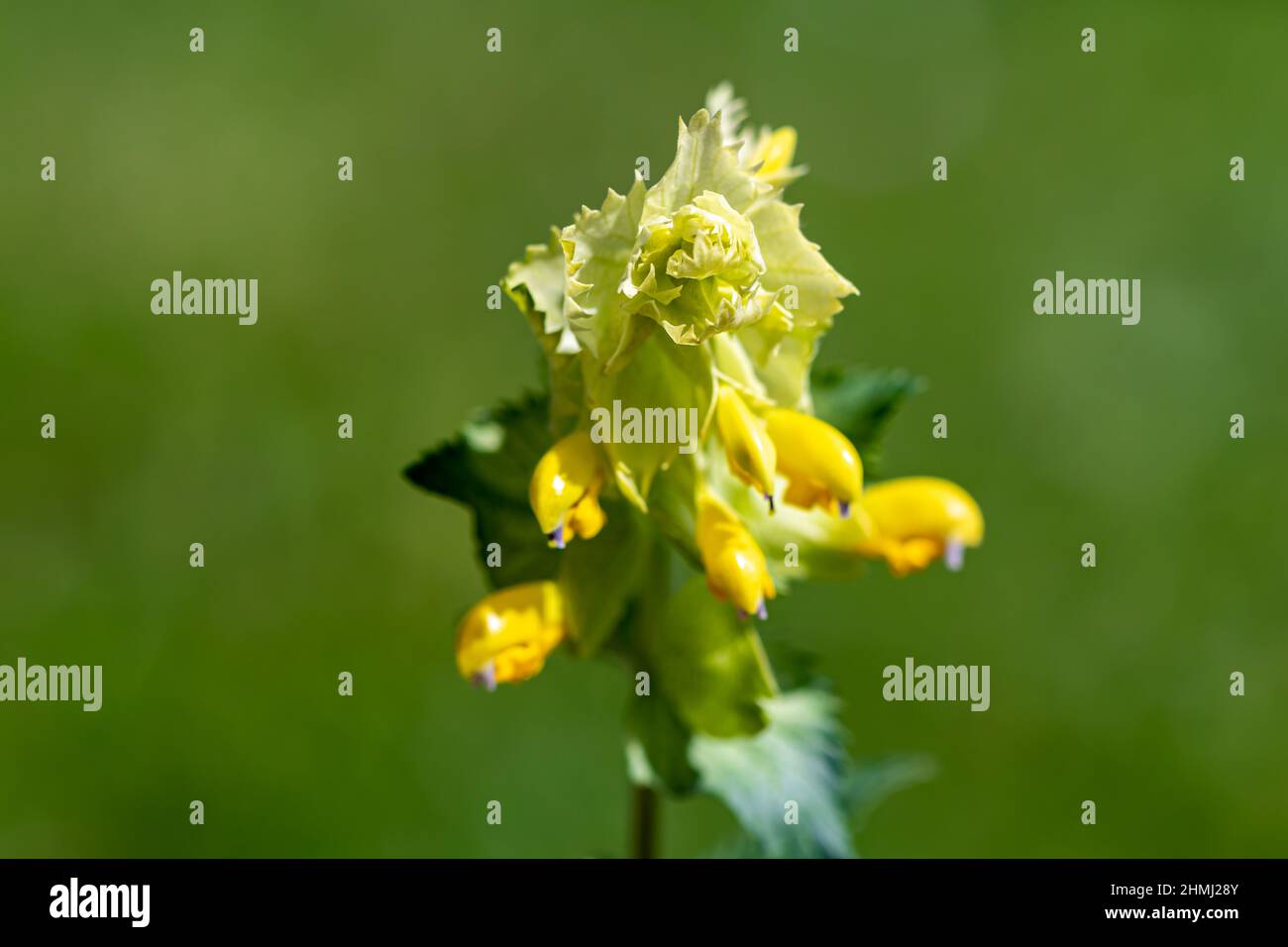 Rhinanthus glacialis flower in meadow Stock Photo