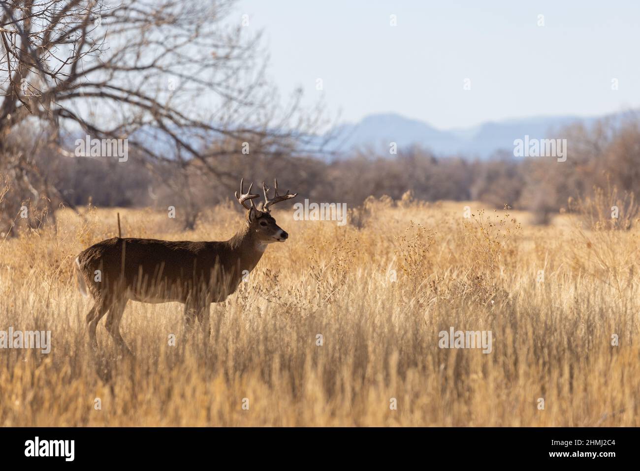 Whitetail Deer Buck During the Fall rut in Colroado Stock Photo Alamy