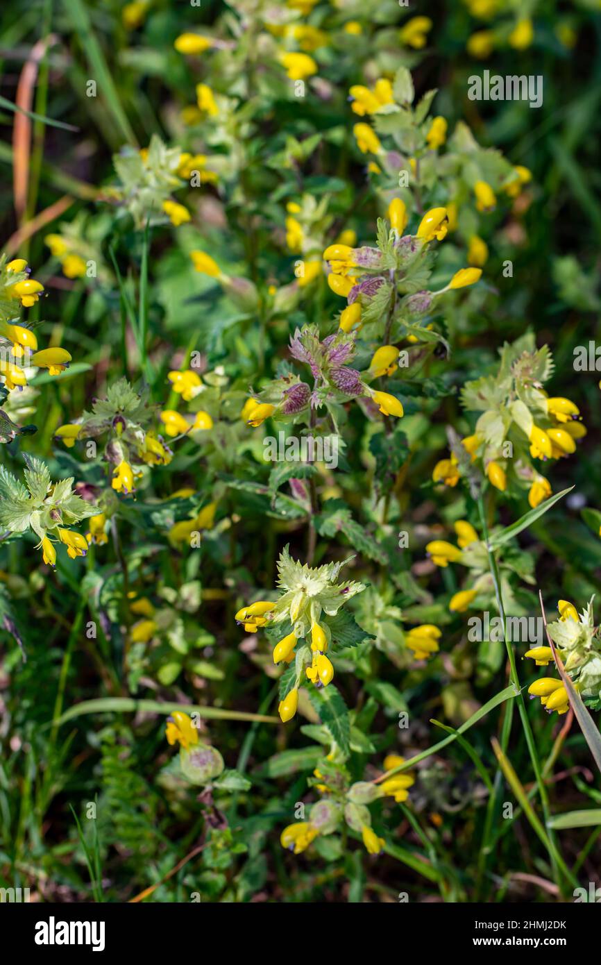 Rhinanthus glacialis flower growing in meadow, close up shoot Stock Photo