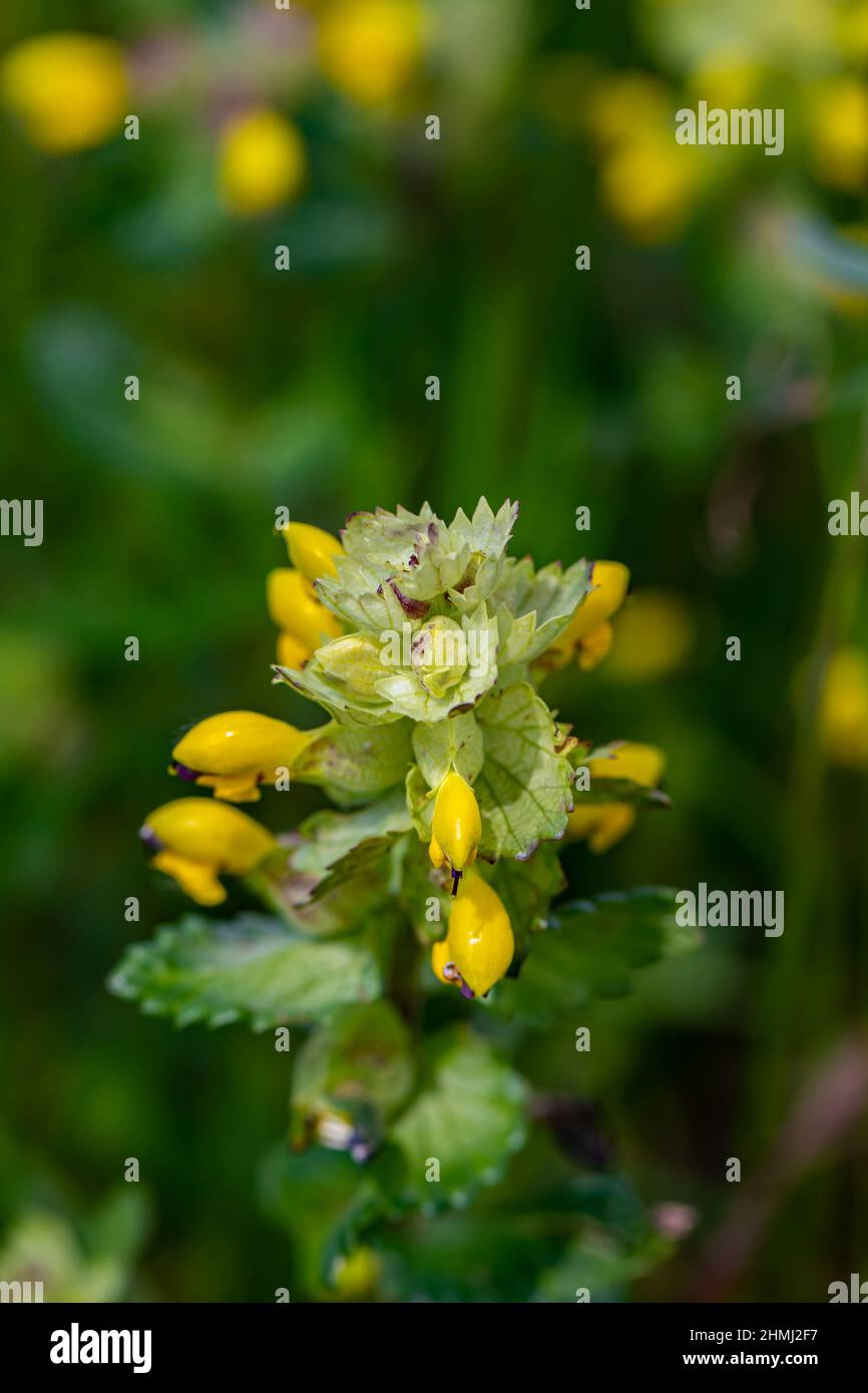 Rhinanthus glacialis flower in meadow, close up Stock Photo