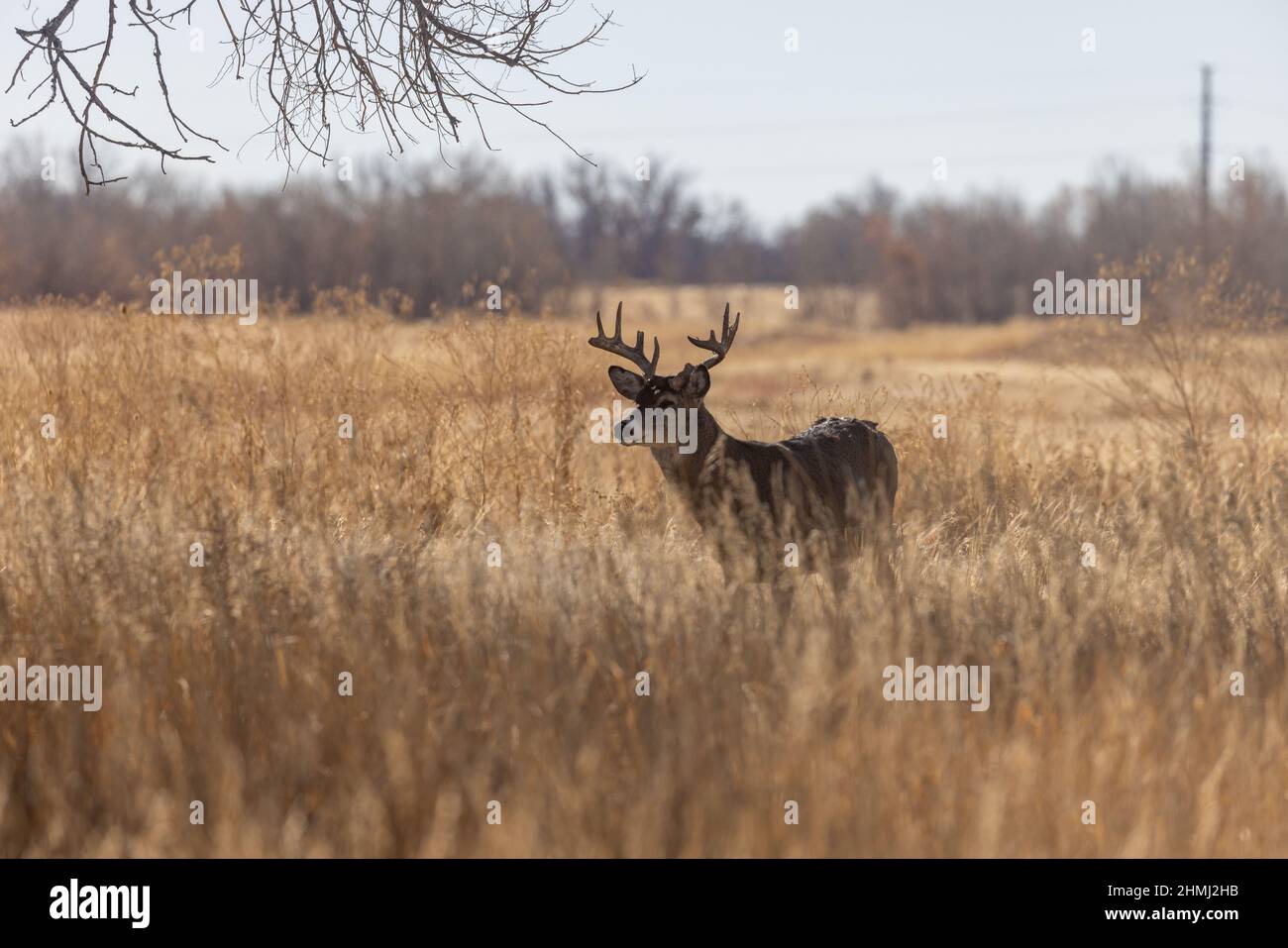 Whitetail Deer Buck During the Fall rut in Colroado Stock Photo Alamy