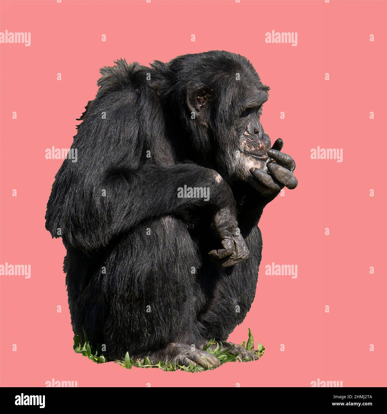 An Adult chimpanzee sitting on the ground isolated with a pink colored background and space for text Stock Photo