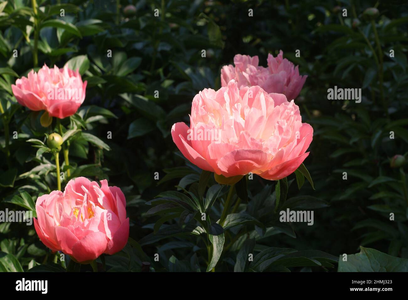 Paeonia Pink Hawaiian Coral.  Semi-double salmon pink peony flower blooms in the garden. Stock Photo