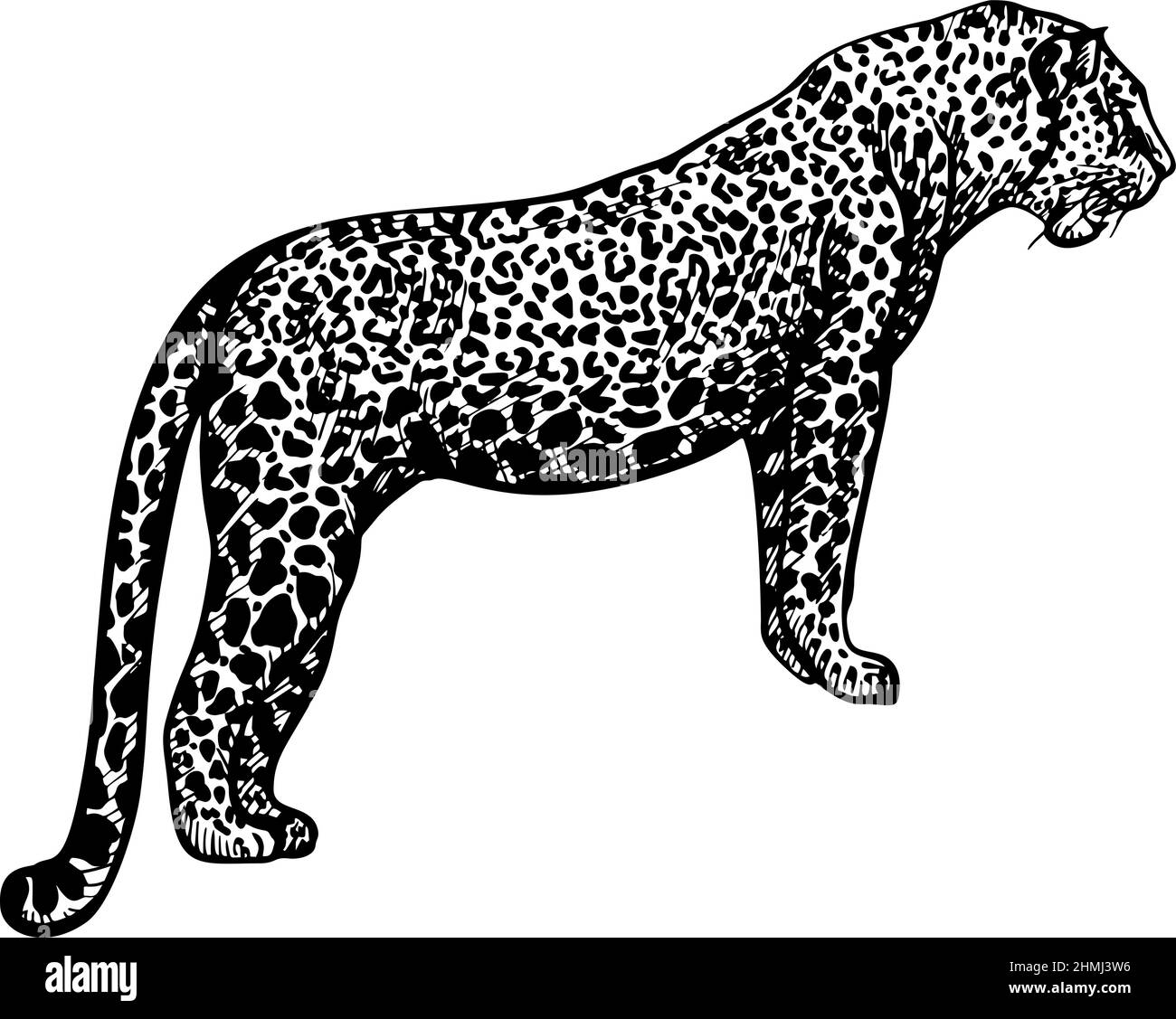 Black Leopard Print Images – Browse 85,343 Stock Photos, Vectors