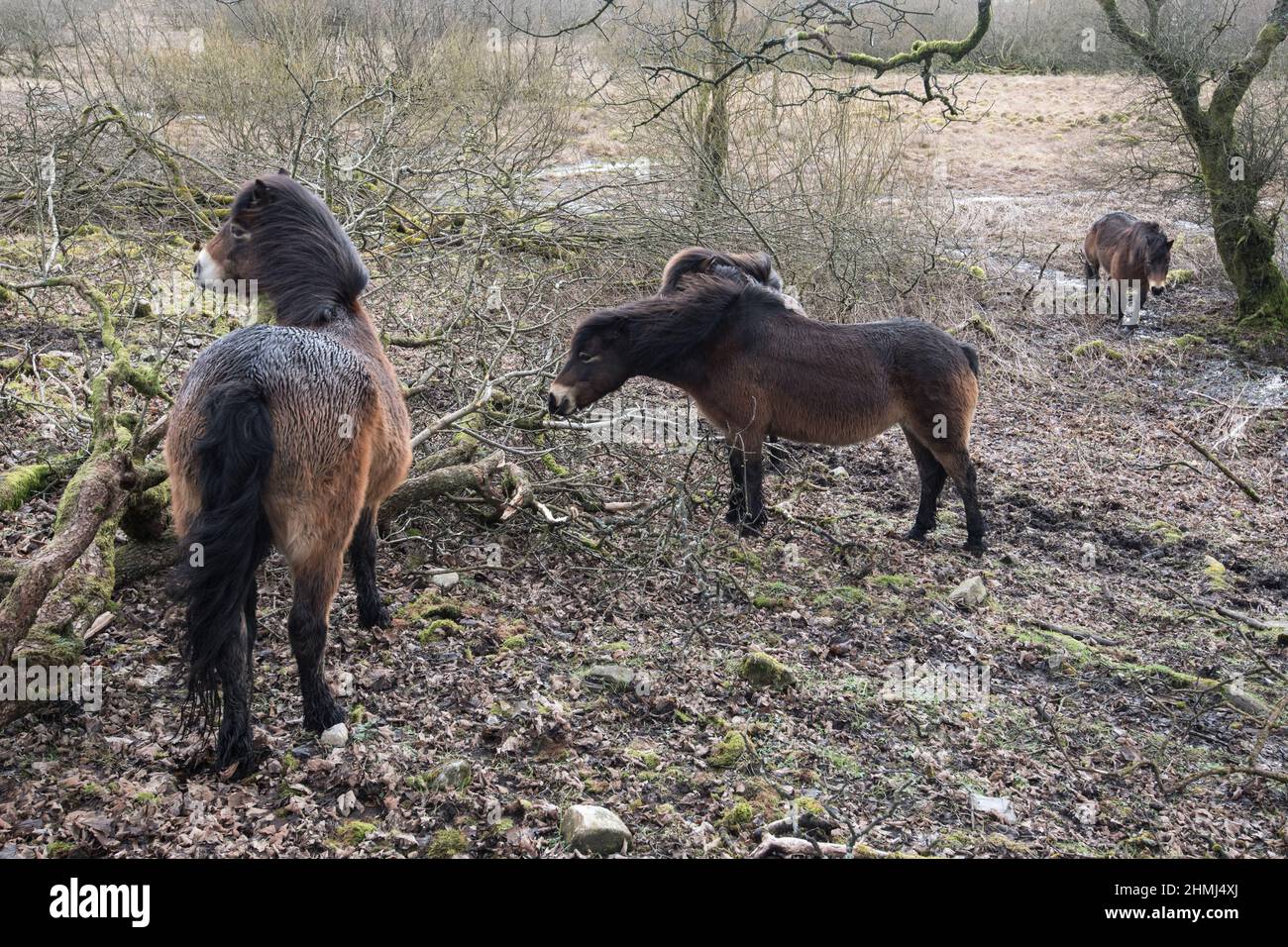 Britain’s oldest breed of native pony (Exmoor) on loan to Malham Tarn Estate to manage plants & habitat on Site of Special Scientific Interest. Stock Photo