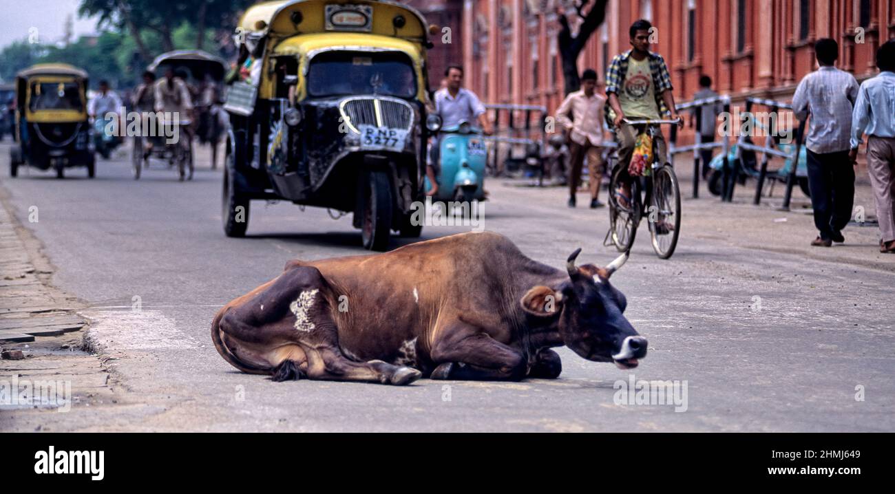 India. Holy cow in Jaipur Rajasthan Stock Photo Alamy