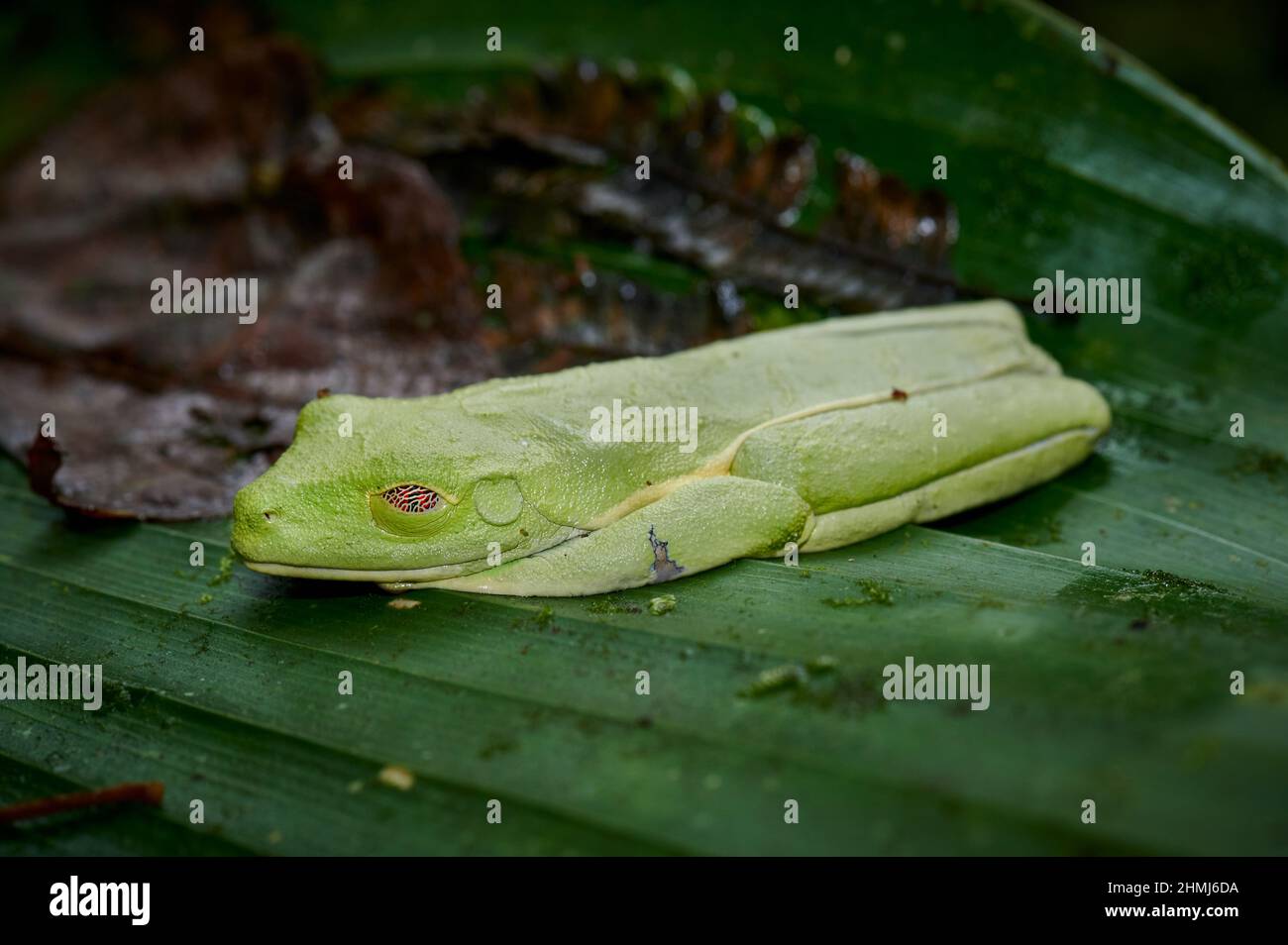 sleeping red-eyed tree frog or Agalychnis callidryas, Parque Nacional