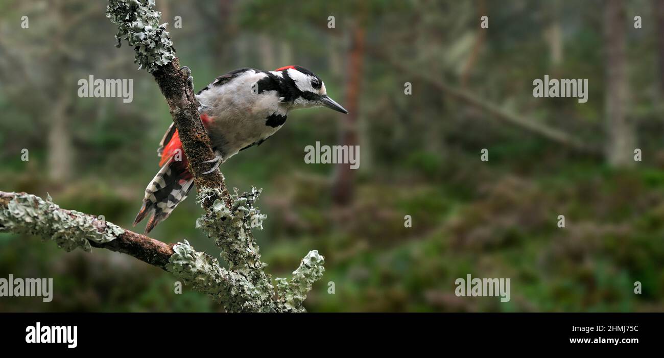Great spotted woodpecker / Greater spotted woodpecker (Dendrocopos major) male perched on branch covered in lichen in pine forest Stock Photo