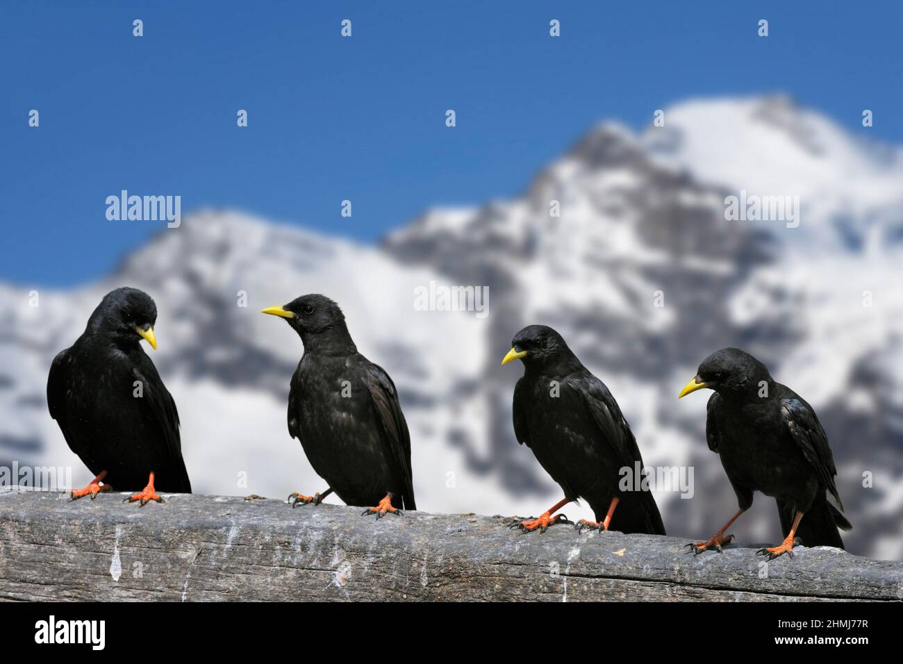 Alpine choughs / yellow-billed chough (Pyrrhocorax graculus) flock perched on wooden fence in front of the mountain Gran Paradiso, Graian Alps, Italy Stock Photo